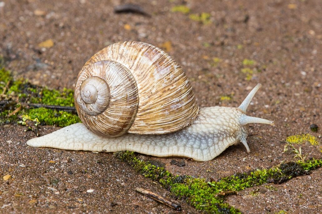 snail, shell, to crawl-1330766.jpg